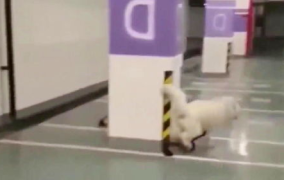 小姐姐地下停车场救狗狗,温情瞬间感动无数网友